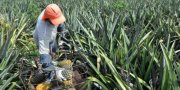 Atualmente o Estado Ã© o sÃ©timo produtor nacional de abacaxi, da variedade pÃ©rola