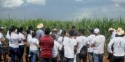 Os participantes visitaram uma Ã¡rea experimental de plantio de cana da Bunge, onde foram apresentados os diferentes tipos de adubaÃ§Ã£o, de irrigaÃ§Ã£o e espÃ©cies da cultura